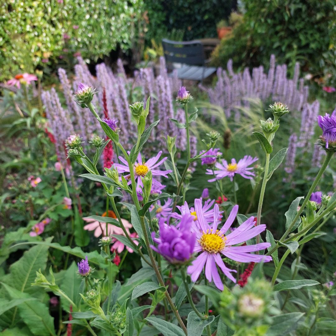 Aster en agastache